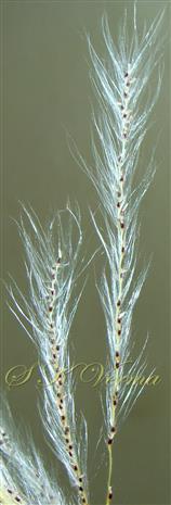  Racemes with spikelets and white callus hairs